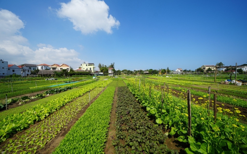 Chợ Cá Thanh Hà Hội An